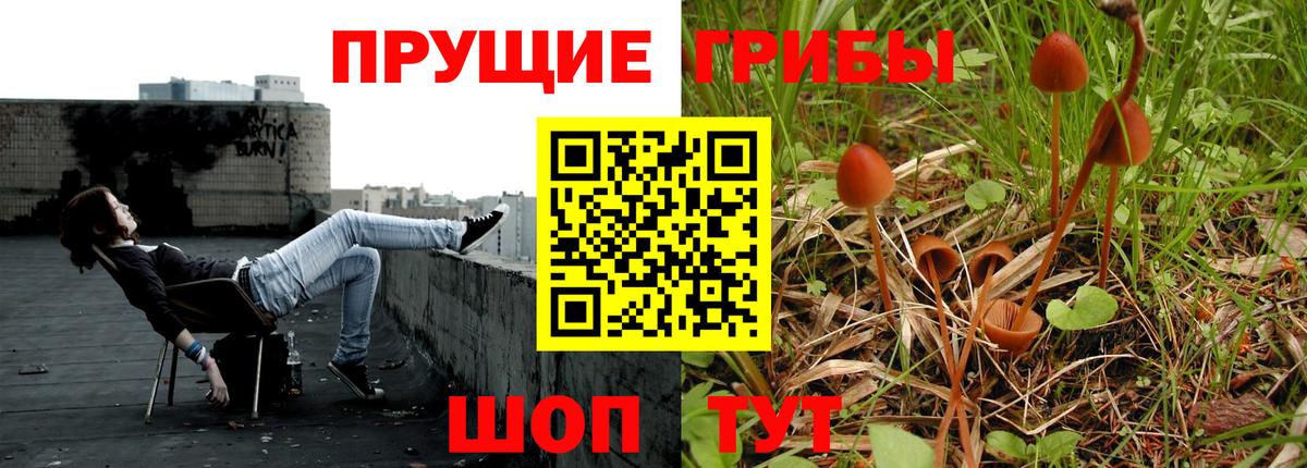 Чистополь  Псилоцибиновые грибы Cubensis  Вход с VPN 